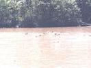 sul fiume (cantho)