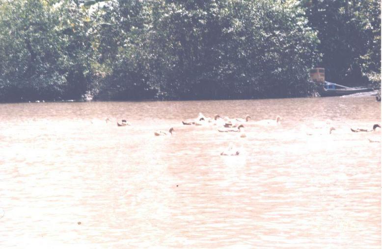 sul fiume (cantho)