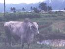 bufalo