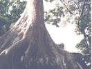 Angkor Wat