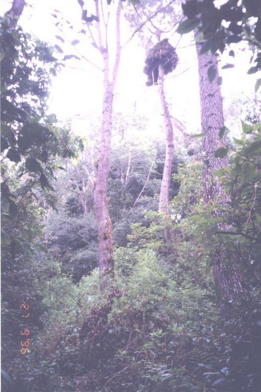 Sumatra