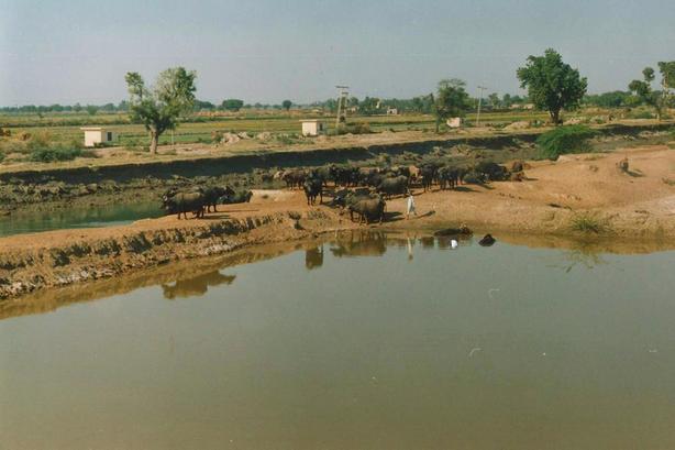 Bufali d%27acqua