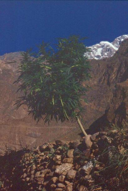 Hunza marijuana