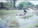 Elefante al bagno