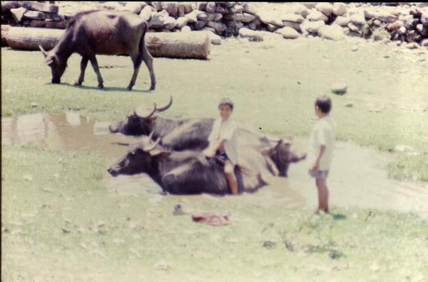 Bimbi e Bufali