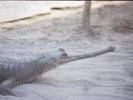 Coccodrillo