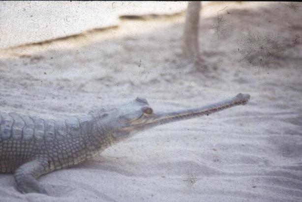 Coccodrillo